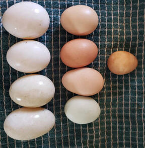 Minnesota guinea eggs from local farms