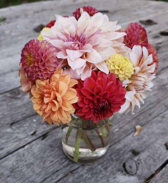 Minnesota cut flowers, dried flowers, wreaths, seasonal plants, and locally grown bouquets from Rustic Roots