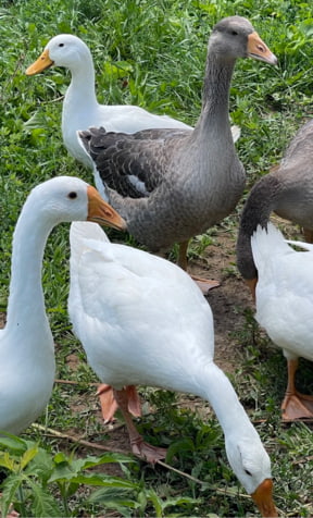 Minnesota farm-raised duck from Elpis Farm in Dakota, Minnesota
