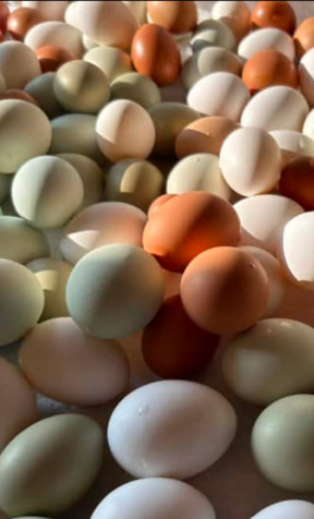 Minnesota farm fresh eggs from local farms