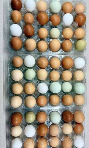 Minnesota farm fresh chicken eggs from local farms