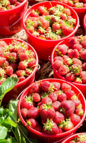 Nowthen Berry Farm and Flowers, pumpkins and gourds, Fresh Minnesota berries