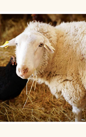 Minnesota lamb, goat, bison, rabbit, and specialty meats from local farms